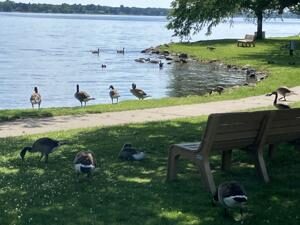 Lakes finally down to maximum spring level, dam gate closed