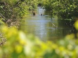 EGLE says there was no detectable impact to Clam River from sewer overflow