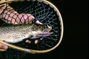 Flooding likely will alter but not stop Michigan fishing openers