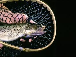Flooding likely will alter but not stop Michigan fishing openers
